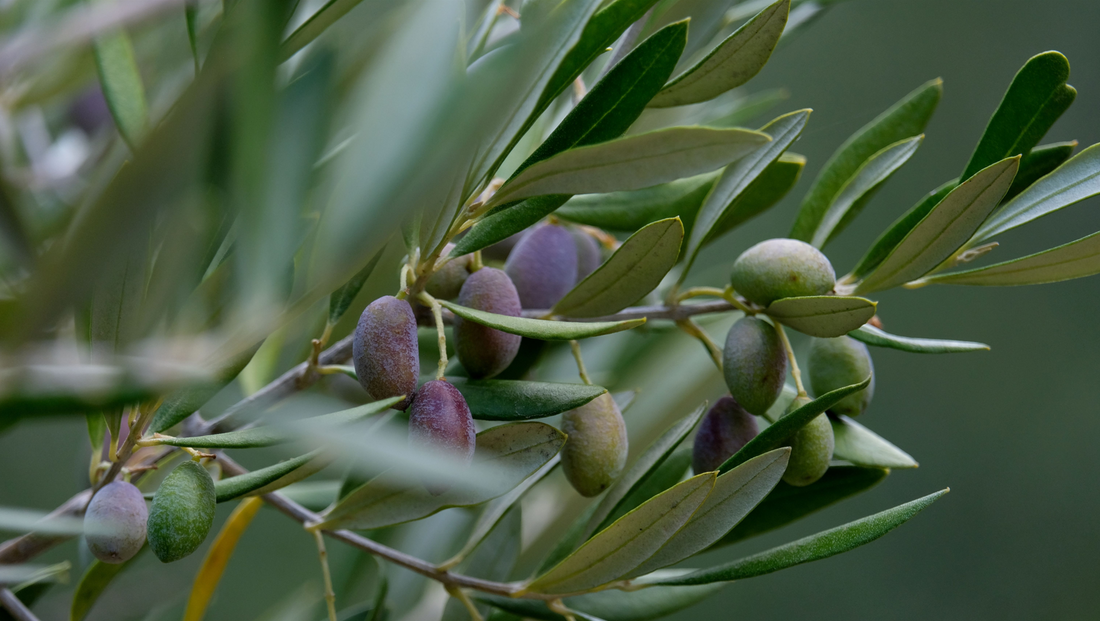 Was macht Olivenöl so besonders und was haben Polyphenole damit zu tun?